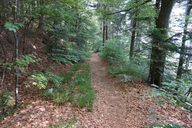 Singletrail vom Klausenstein bis zum Forstweg nach Kalteck