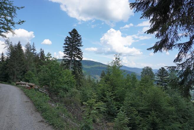 Blick vom Forstweg nach Kalteck zum Vogelsang