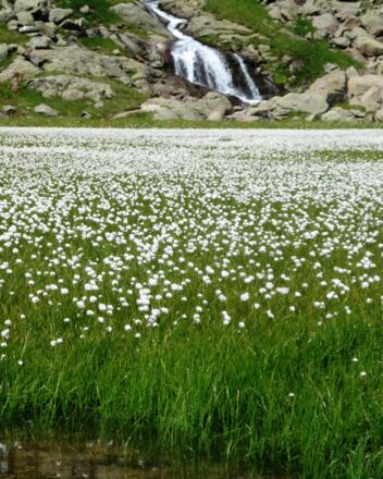 Wollgras beim Stubensee bei der Magdeburgerhütte