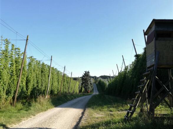 Radweg durch Hopfengärten in der Hallertau zwischen Brandloh und Mösbuch