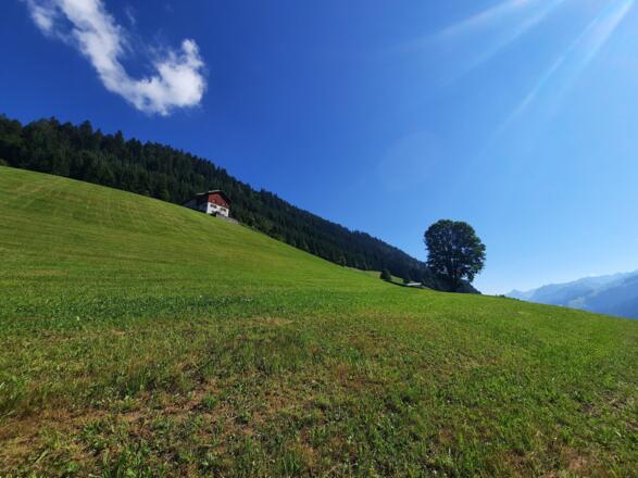 Über diese Wiese führt der Wanderweg nach dem Eschtobel zur Photovoltaikanlage