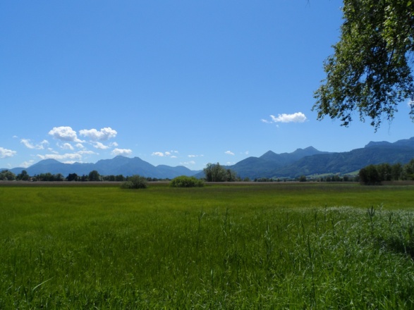 Moor am Chiemsee