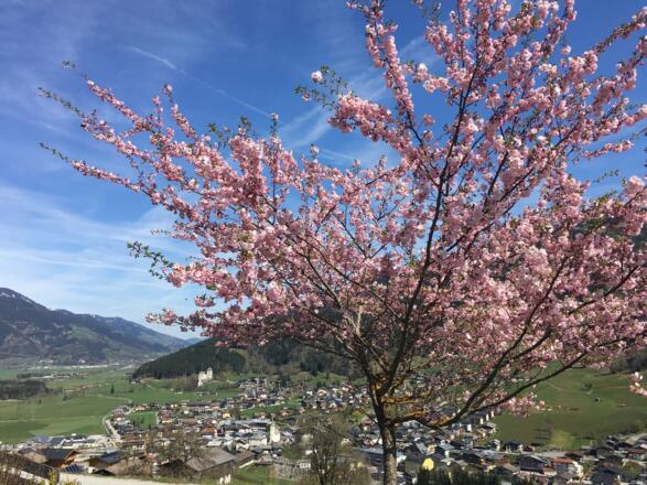 Frühling am Schaufelberg