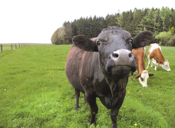 Wagyu Weide