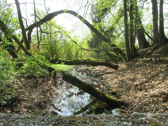 Baumweg zum Keltengehöft Stöffling