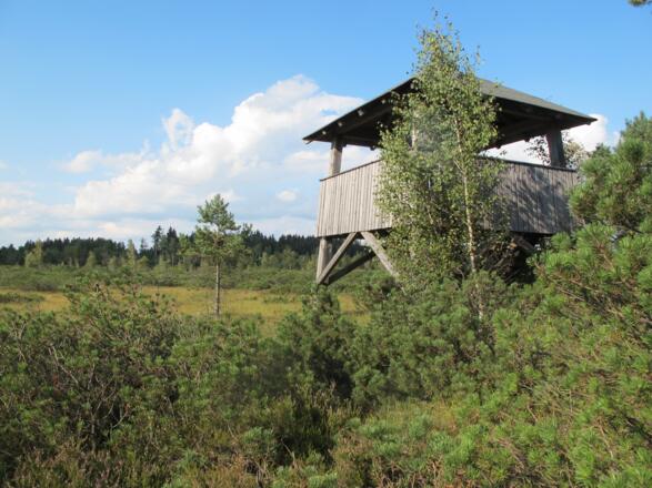 Burghamer Filz - Latschenfeldrundweg