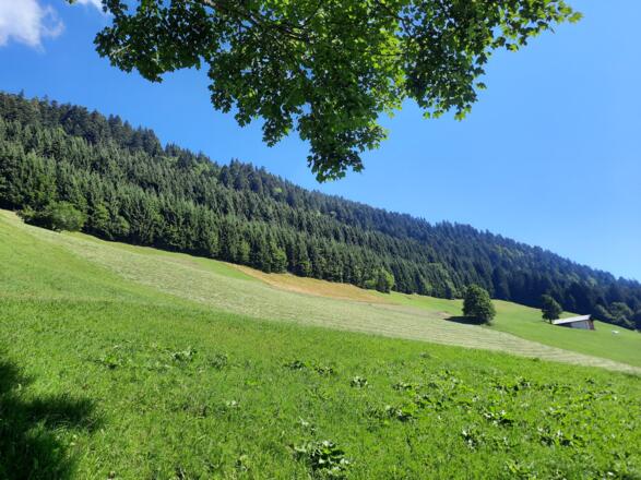 Neu aufgeforschteter Schutzwald mit drei erkennbaren Altersstufen der Bäume