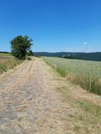 Kalte Buche mit Aussicht, Rhön-Rundweg 2 Oberelsbach_1