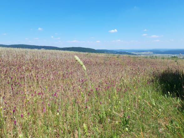 Kalte Buche mit Aussicht, Rhön-Rundweg 2 Oberelsbach_2