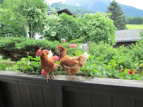 Hennen - Berni & Betti