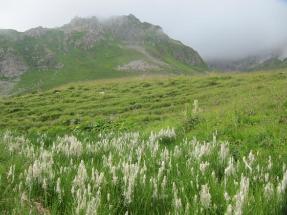 Romantische Wollgrasfelder