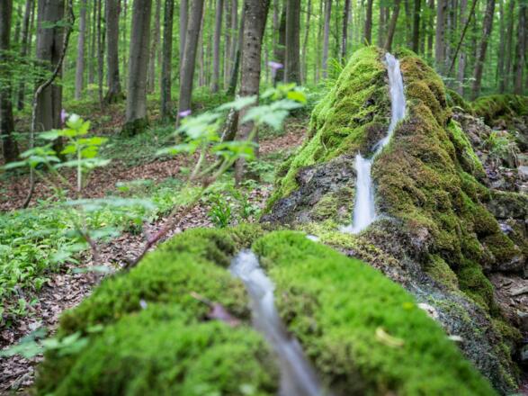 Die Steinerne Rinne bei Wolfsbronn