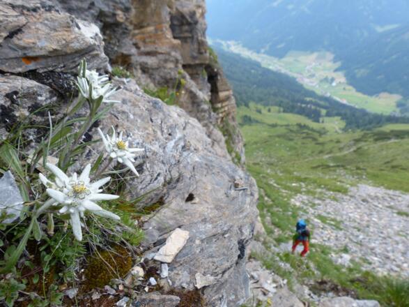 Edelweiß am Höhenweg zum Tribulaunhütte