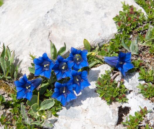 BlütenReich Rüfikopf