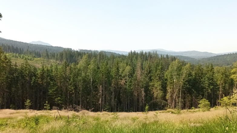 Blick zum Gr. Arber vom Böhmweg nach Zwiesel