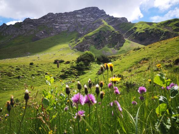 Blühende Alpwiesen