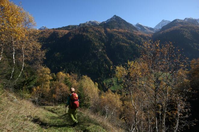 Waldgrenze Fatlartal