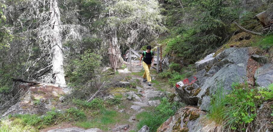 schön angelegter Steig zur Alm