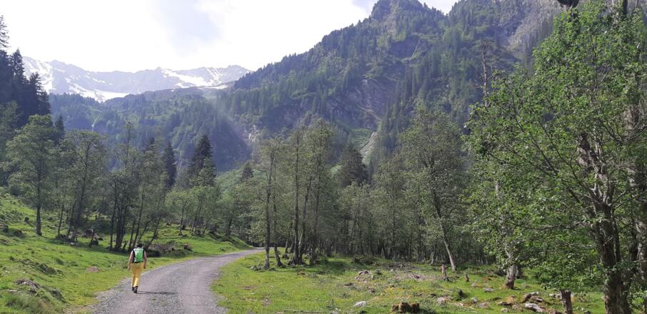 seltener Grauerlenwald am Start