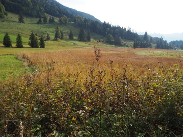 Mäander Hochmoor im Heutal