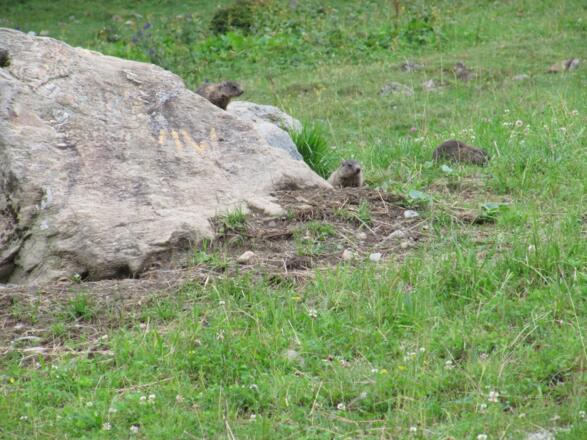 Immer wieder schön zum Zuschauen: Junge Murmeltiere