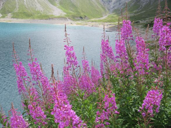 Schmalblättriges Heideröschen