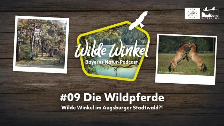 Wilde Winkel im Augsburger Stadtwald?! Die Wildpferde (9. Folge)