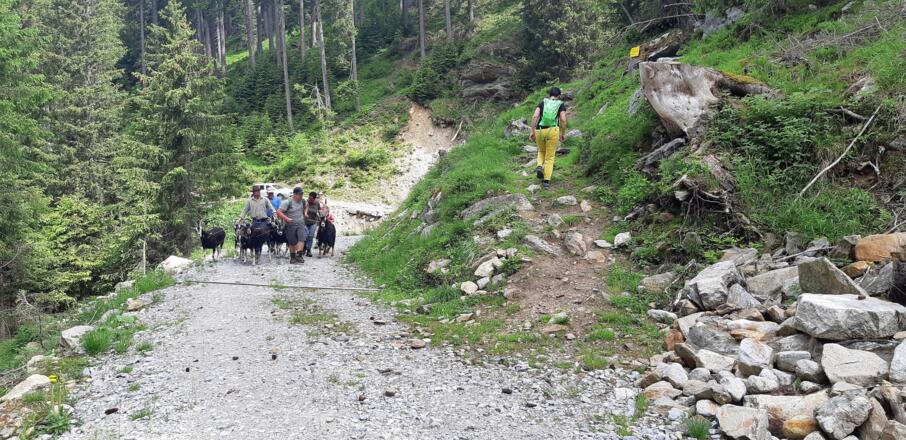 beschilderte Abzweigung Richtung Zeischalm