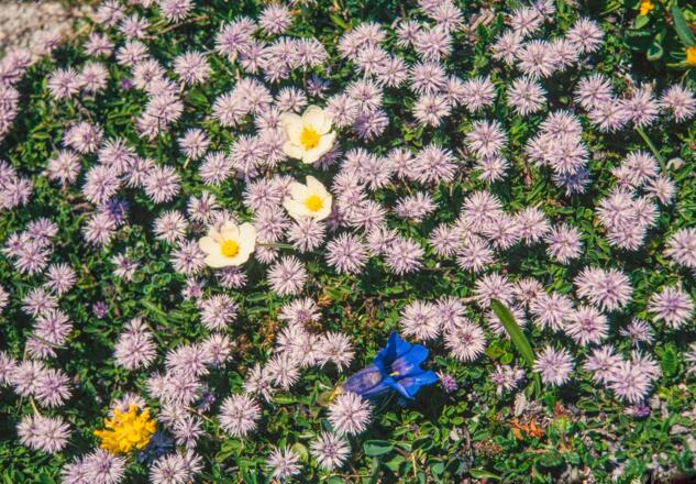 BlütenReich Rüfikopf