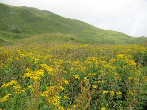 Wunderschöne Wildblumenwiesen