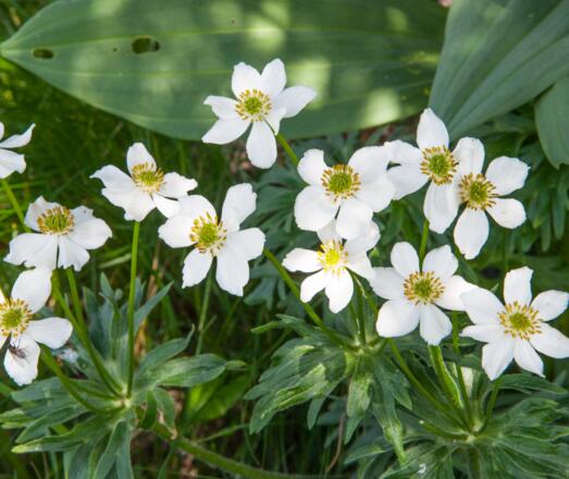 BlütenReich Rüfikopf