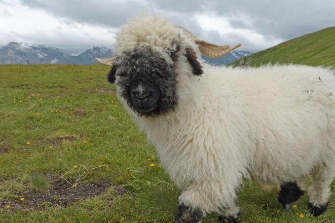 Schafe am Egger Joch