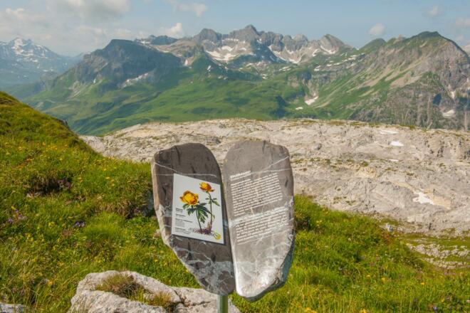 BlütenReich Rüfikopf