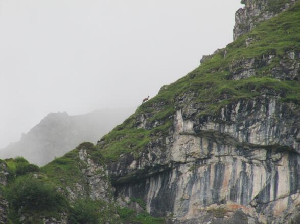 Die Gämsen beobachteten uns genau