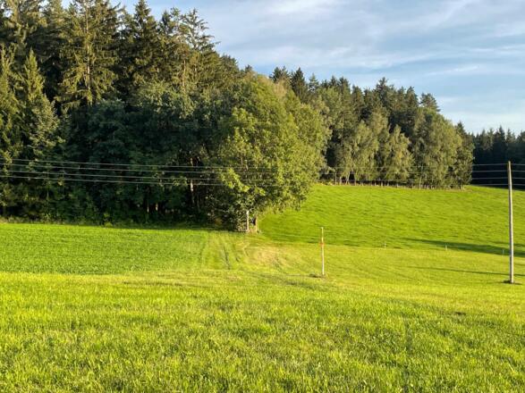 Auf der Alm