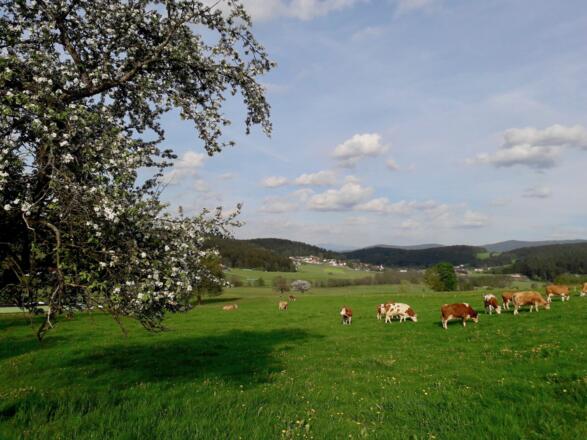 Landschaft bei Wolfersried