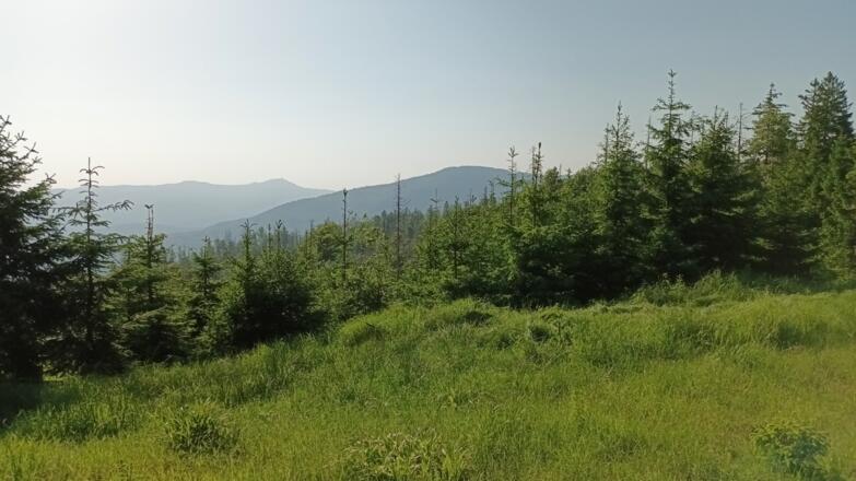 Blick zum Gr. Arber und Falkenstein auf Fahnenriegel-Höhe