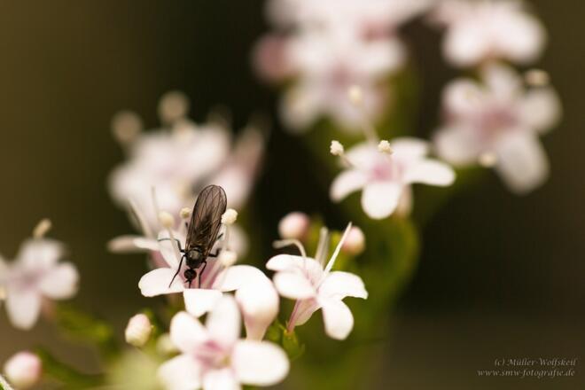 Frühling