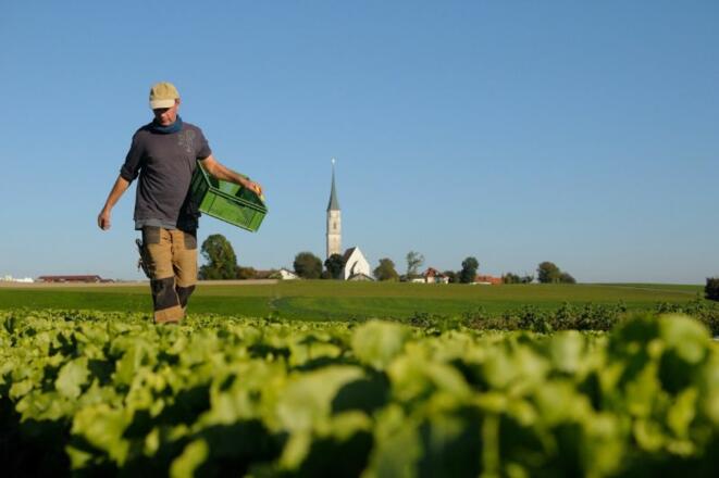 Salatfeld mit Hintergrund Kirchreit