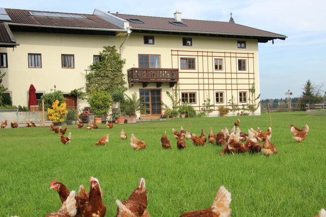 Bauernhof mit Hühnerwiese