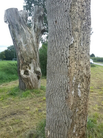 Totholzareal Eichenkofen