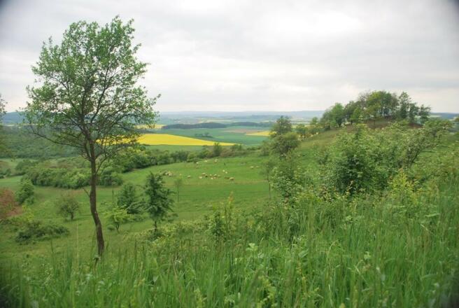 Das Grüne Band am Büchelberg