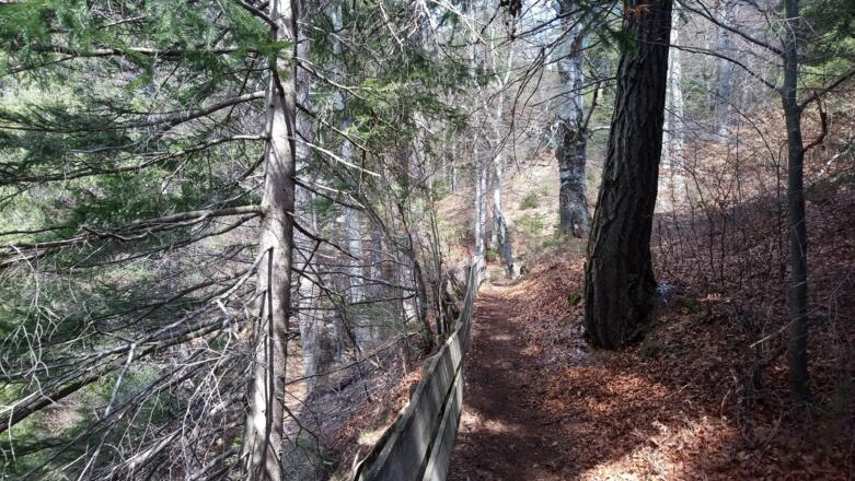 durch den lichten Wald aufwärts Richtung Ropferstubm
