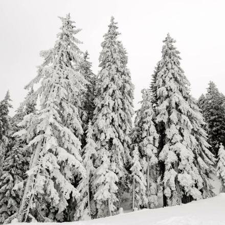 Neuschnee im Skigebiet