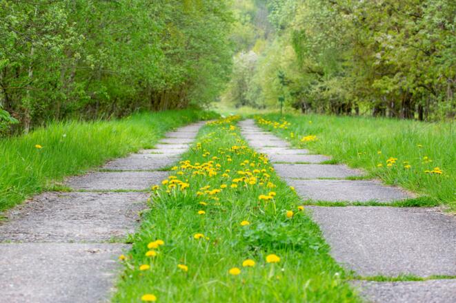 Alter Kolonnenweg am Grünen Band