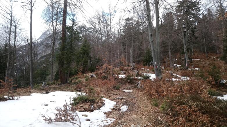 durch den lichten Buchenwald aufwärts