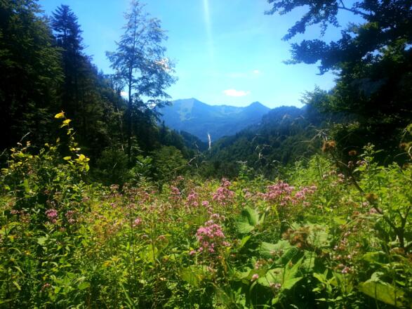 Im Aufstieg Blick zum Zwölferhorn