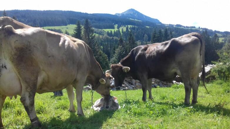 Nachwuchs im Freien