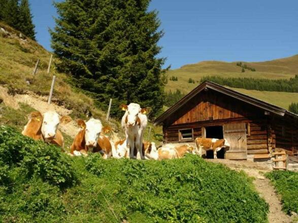 Kühe auf der Alm