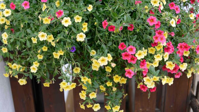 Aussenansicht im Sommer